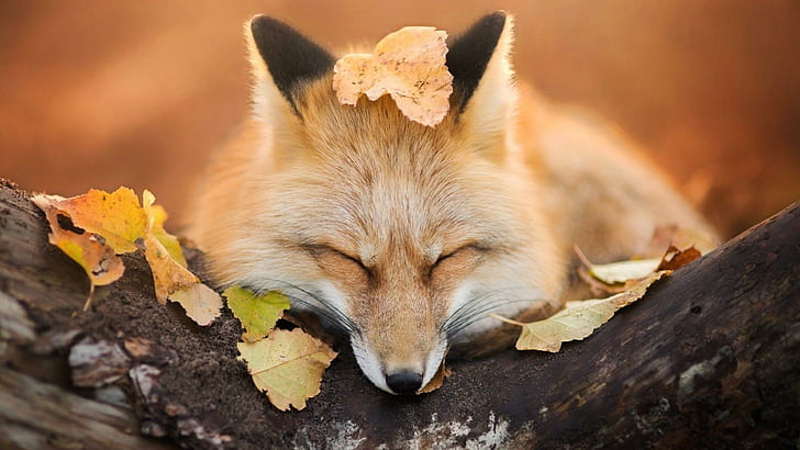 cute, fox, sleepy, animal, wild, tree, leaf, autumn, wildlife, wild animal, leaves, sleep, wood, trunk, HD wallpaper