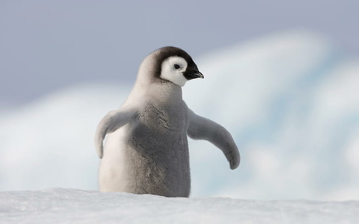Pingouin bébé, pingouin gris, oiseaux, animaux, bébé, pingouin, beau, mignon, Fond d'écran HD