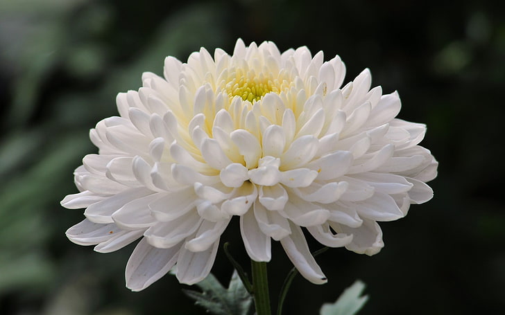 white chrysanthemum flower, flower, photo, chrysanthemum, HD wallpaper