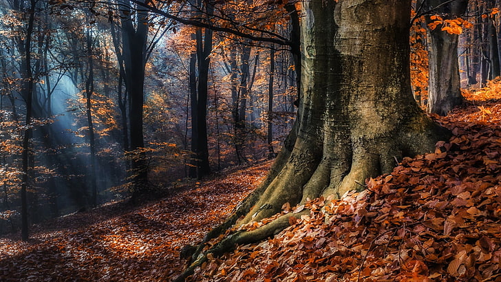 Baum mit Orangenblättern, Natur, Landschaft, Bäume, Wald, Herbst, Blätter, Sonnenstrahlen, Zweig, Nebel, HD-Hintergrundbild