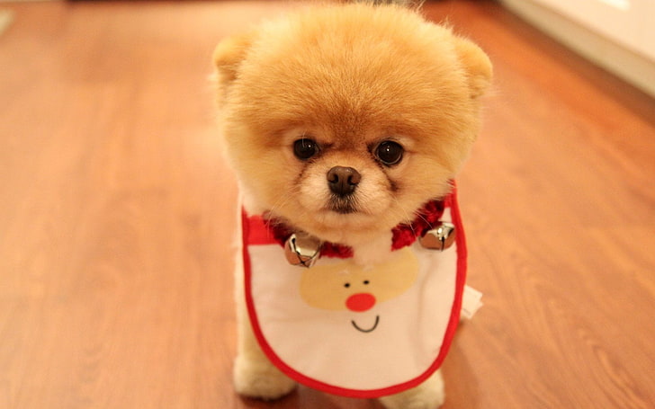 brown Pomeranian puppy, eyes, look, face, dog, fluffy, spout, breed, Pomeranian, Cute Puppy As Christmas Present, HD wallpaper