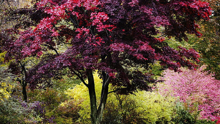 Ярки цветове на есента в New Engl, дървета, цветове, храсти, есен, природа и пейзажи, HD тапет