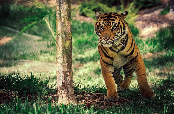 tiger amazing desktop, HD wallpaper