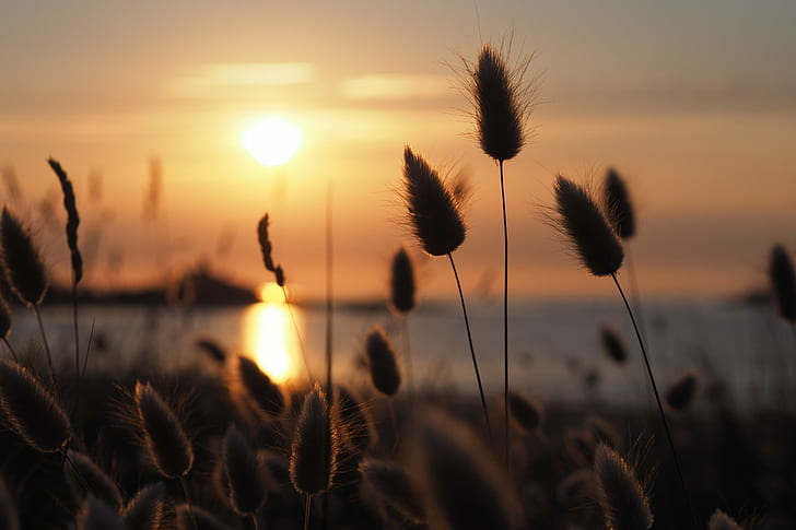 Fotografie von Rohrkolben bei Sonnenuntergang, Bretagne, Bretagne, Sonnenuntergang, Natur, Abenddämmerung, Sonne, Sommer, Sonnenlicht, Sonnenaufgang - Dawn, HD-Hintergrundbild
