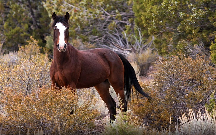 Мустанг див кон в природата, произхождащ от испански коне мустанги, докарани в Америка Тапет за работен плот Hd 1920 × 1200, HD тапет