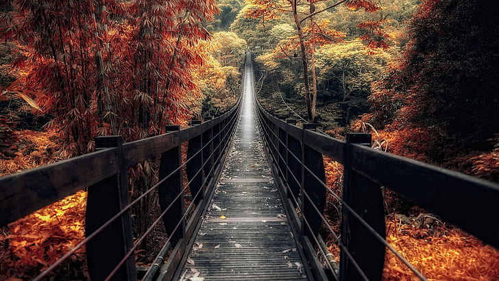 footbridge, autumn, walkway, forest, deciduous, path, autumn forest, boardwalk, autumn scenery, suspension bridge, autumn landscape, woodland, HD wallpaper