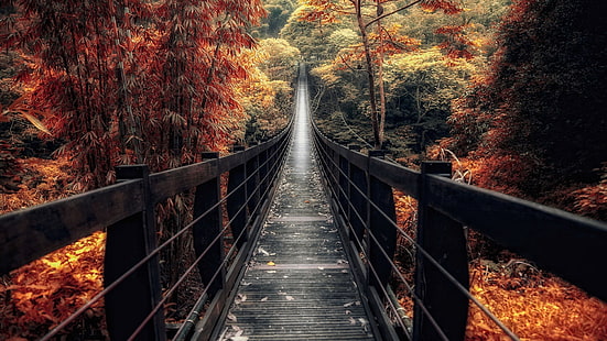 footbridge, autumn, walkway, forest, deciduous, path, autumn forest, boardwalk, autumn scenery, suspension bridge, autumn landscape, woodland, HD wallpaper HD wallpaper