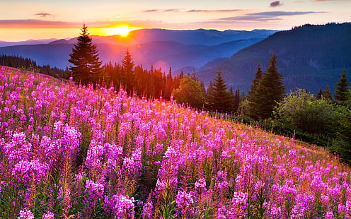 ทุ่งหญ้าดอกไม้พระอาทิตย์ตก, ธรรมชาติ, ภูมิทัศน์, ภูเขา, หญ้า, ทุ่งหญ้า, ดอกไม้, ท้องฟ้า, พระอาทิตย์ตก, วอลล์เปเปอร์ HD HD wallpaper