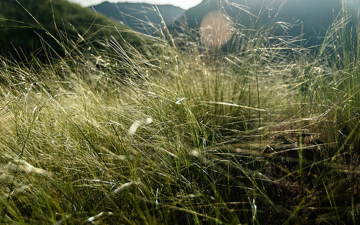 العشب HD ، العشب الأخضر ، الطبيعة ، العشب، خلفية HD