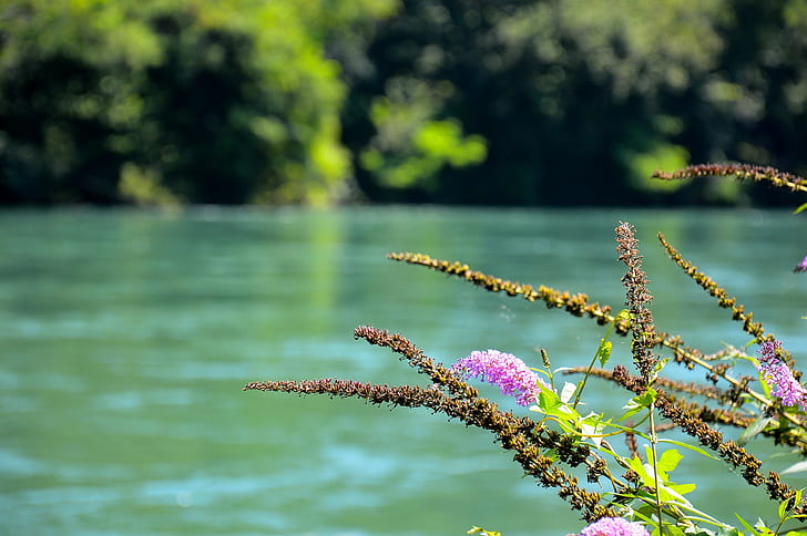 Flowers in River in Italy, flowers, river, Italy, HD wallpaper