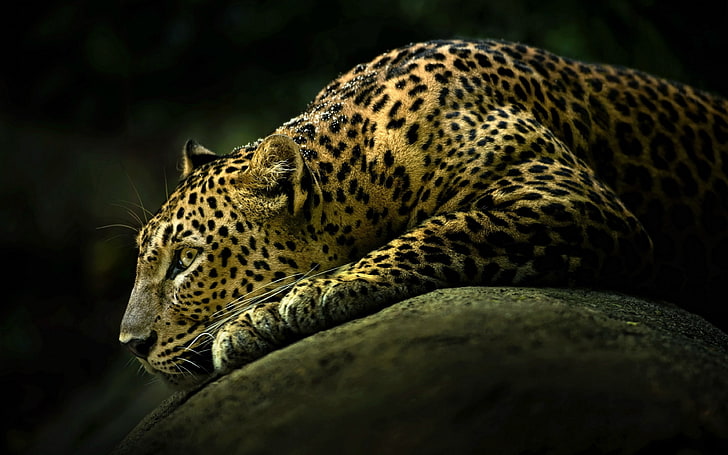 Leopardo Blanco Acostado Rock Listo Para Atacar Wallpaer Hd, Fondo de pantalla HD