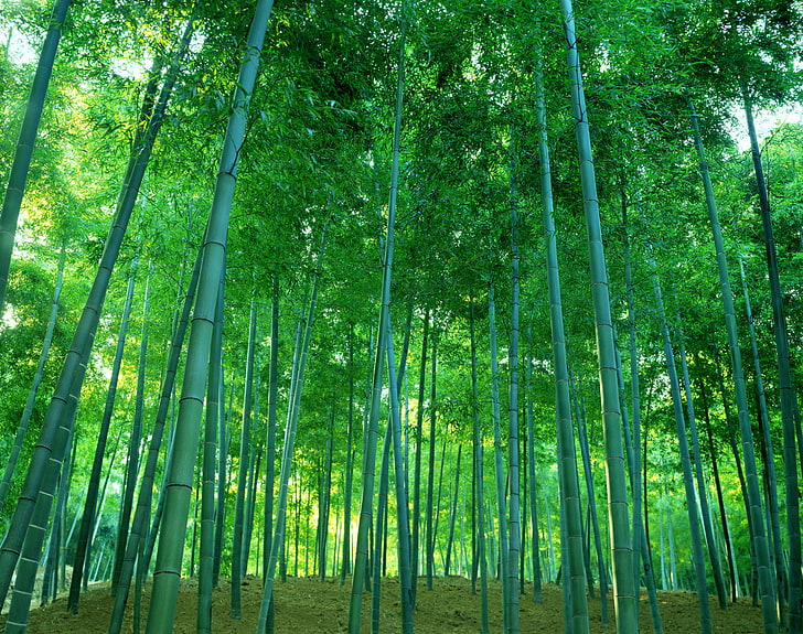 зеленый бамбук, лес, заросли, бамбук, роща, HD обои