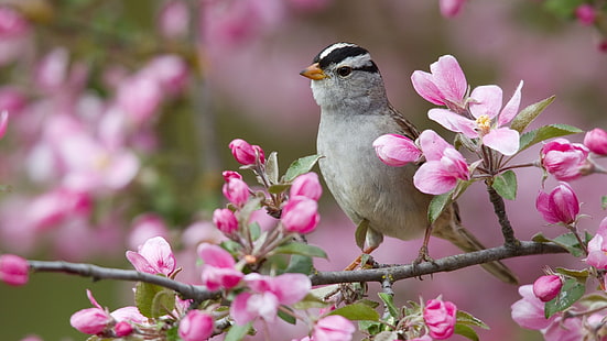 春の桃の花と鳥、春、桃、花、鳥、 HDデスクトップの壁紙 HD wallpaper