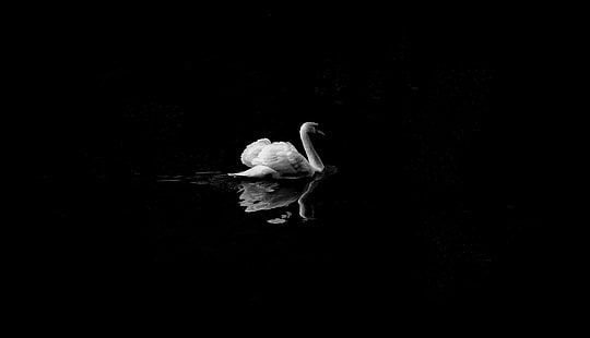 swan, birds, monochrome, black and white, hd, 4k, HD wallpaper HD wallpaper