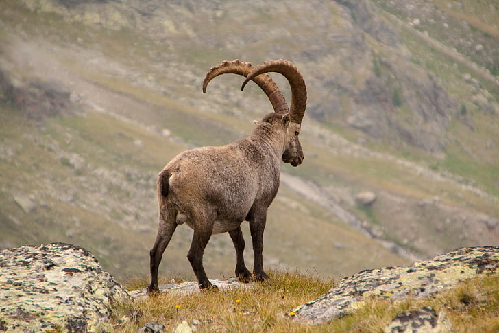 gray animal, alpine ibex, goat, mountains, horns, HD wallpaper