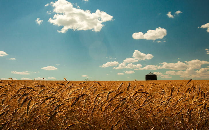 Лето Пшеничное поле Золотые колосья Небо Облака Пейзажи Трава HD Free, пейзажи, облака, поле, золото, трава, колосья, лето, пшеница, HD обои