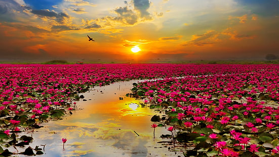 landskap, blommfält, blommamatta, rosa blommor, rosa lotus, helig lotus, nelumbo nucifera, lotus, lotusblomma, kväll, blomning, solnedgång, solljus, växt, vatten, vild blomma, reflektion, himmel, blomma, HD tapet HD wallpaper