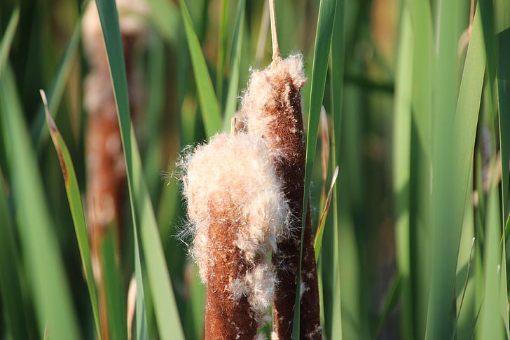 brown, cat tails, fluffy, fuzzy, green, leaves, marsh, nature, swamp, water, HD wallpaper