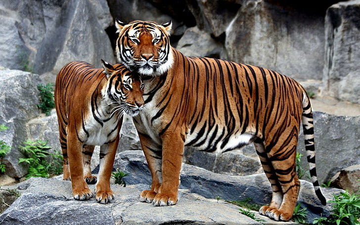 Tiger with its cub, two orange, black, and white tigers, animals, 1920x1200, tiger, HD wallpaper
