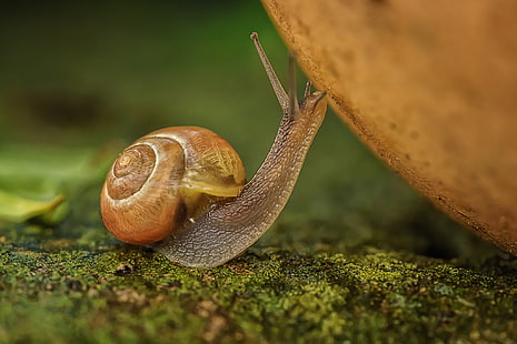 macro, animals, snail, moss, HD wallpaper HD wallpaper