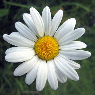 närbild fotografering av vit daisy blomma, oxeye daisy, oxeye daisy, oxeye daisy, närbild fotografering, vit daisy, oxeye daisy, vit blomma, leucanthemum vulgare, natur, daisy, blomma, växt, sommar, kronblad, närbild , vit, HD tapet HD wallpaper