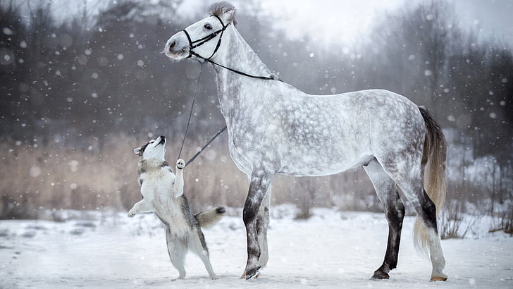 snowfall, snowing, horse, husky, snow, dog, siberian husky, white horse, winter, HD wallpaper