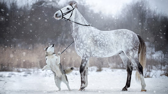 snowfall, snowing, horse, husky, snow, dog, siberian husky, white horse, winter, HD wallpaper HD wallpaper