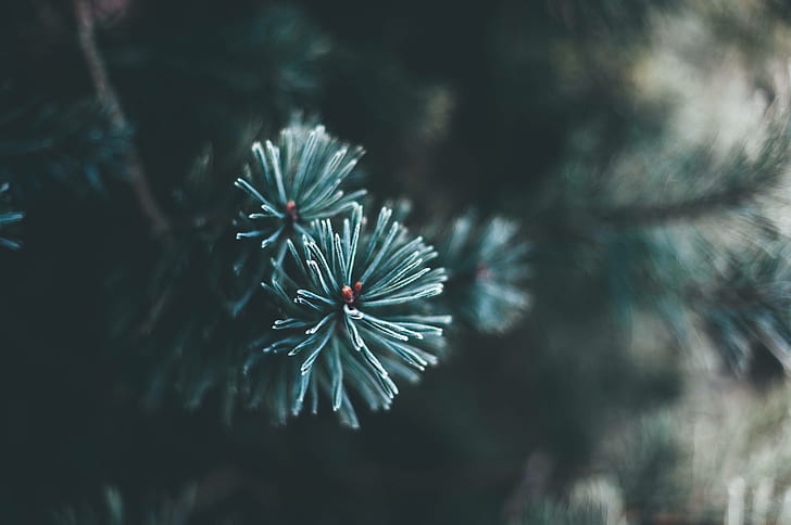 conifer, close up, fir, evergreen, branch, christmas, HD wallpaper