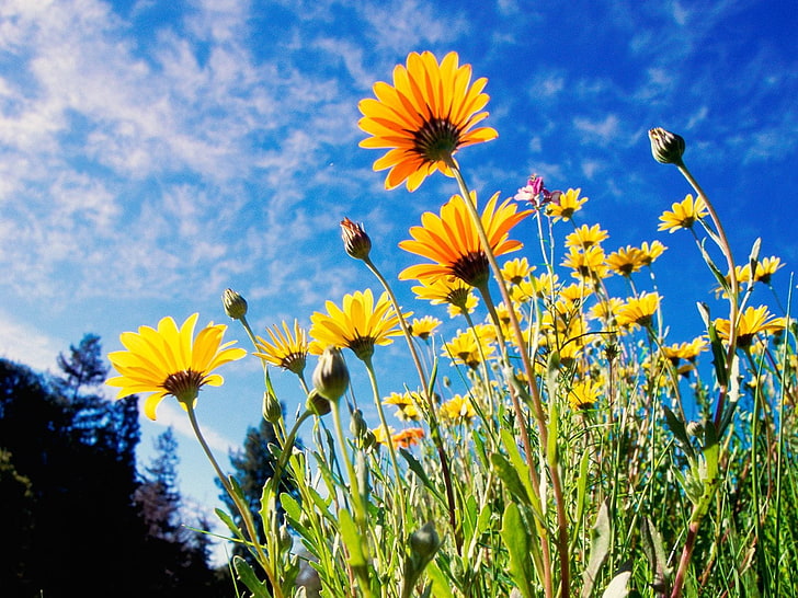sunflower field, flowers, yellow, sky, grass, meadow, sunny, HD wallpaper