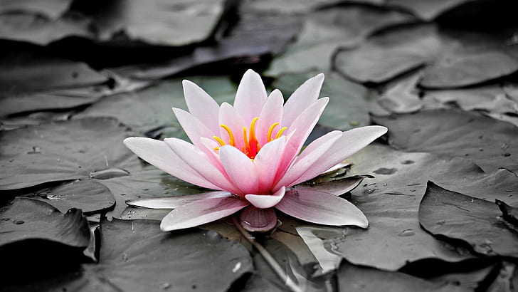 water lily, waterlily, pink flower, sacred lotus, aquatic plant, lotus flower, lotus family, black and white, lotus, HD wallpaper