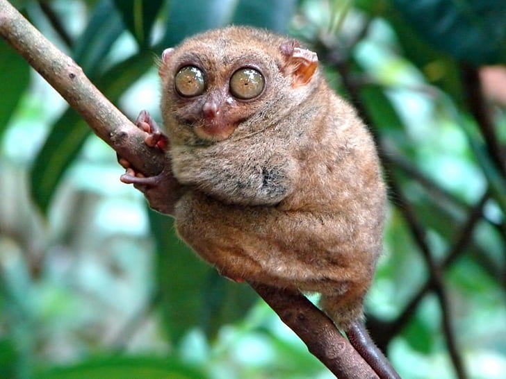 animal big eyes funny HD, brown tarsier ., animals, funny, big eyes, HD wallpaper
