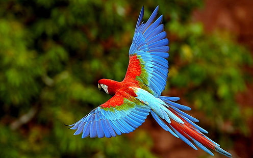 Летящ цветен папагал Безплатен тапет за работен плот Hd, HD тапет HD wallpaper
