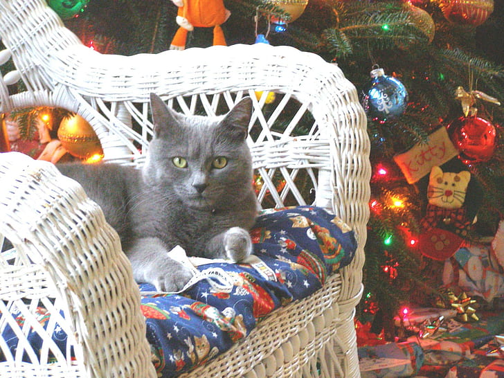 One Cozy Christmas ?, miracolo, natale, confortevole, albero, grigio, animali, amore, gioioso, per sempre, Sfondo HD