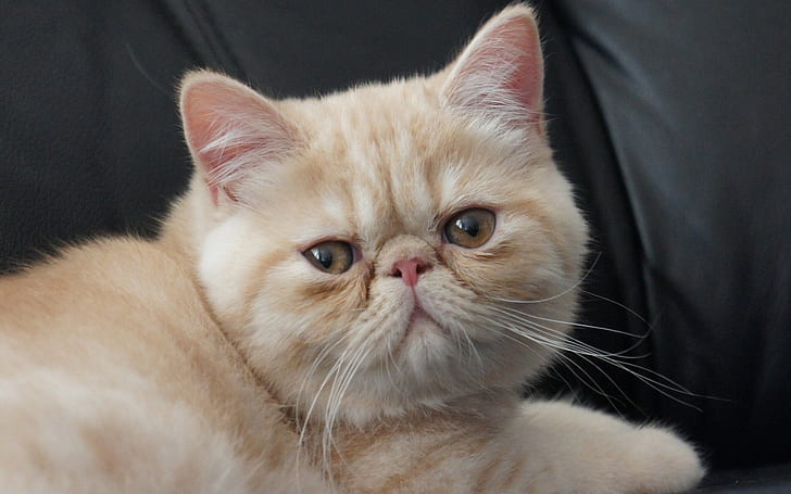 Little Exotic Shorthair Cat, kucing bobtail oranye, shorthair exoic, lucu, kecil, Wallpaper HD