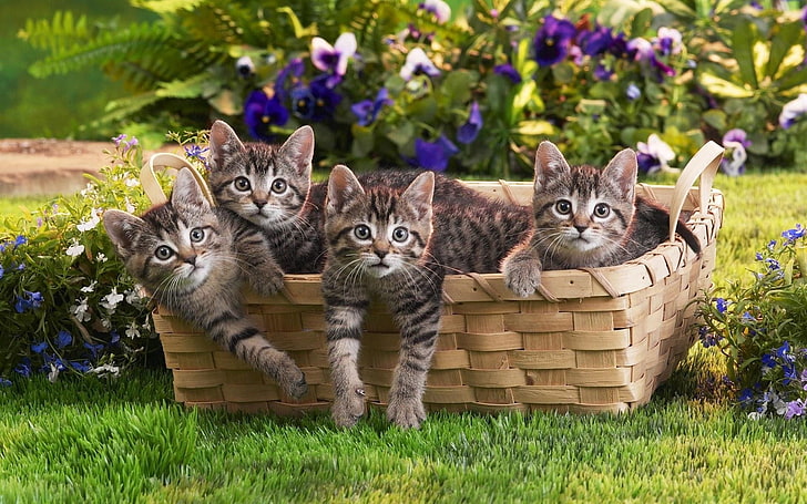four gray tabby kittens, kittens, shopping, kids, grass, flowers, HD wallpaper