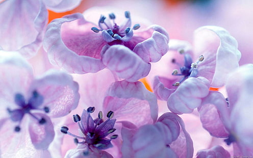 Dreamscape Flowers, purple, orange, dream, buds, nature and landscapes, HD wallpaper HD wallpaper