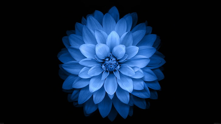 blue flower, flowers, black, simple background, simple, nature, blue flowers, blue, cyan, HD wallpaper
