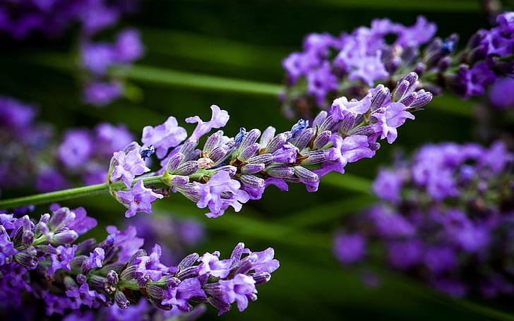 Blue lavender flowers, blur, Blue, Lavender, Flowers, Blur, HD wallpaper