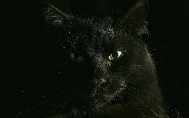 Kucing hitam, kucing hitam, Wallpaper HD