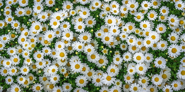 vita tusensköna blommor, kamomill, fält, blommor, blomsterrabatt, HD tapet