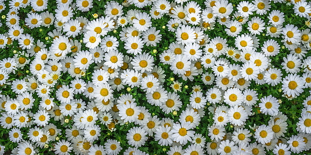 flores de margarita blanca, manzanilla, campo, flores, macizo de flores, Fondo de pantalla HD HD wallpaper
