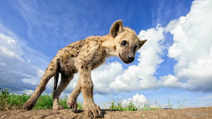 Spotted Hyena, Tanzania, Animals, HD wallpaper