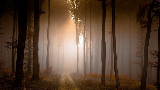 grüne Laubbäume, Natur, Landschaft, Bäume, Wald, Ast, Feldweg, Nebel, Herbst, Morgen, Sonnenlicht, HD-Hintergrundbild HD wallpaper