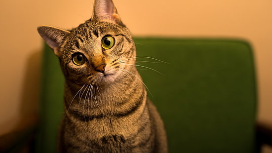 kahverengi tekir kedi, kedi, HD masaüstü duvar kağıdı HD wallpaper