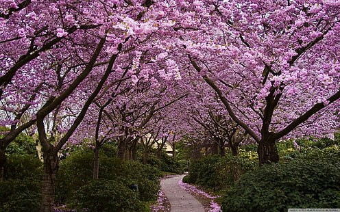 розови черешови дървета, пролет, цветя, черешов цвят, HD тапет HD wallpaper