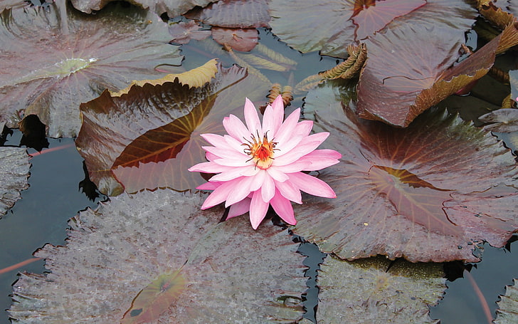 pink lotus flower, lily, pink, leaves, water, swamp, beauty, HD wallpaper