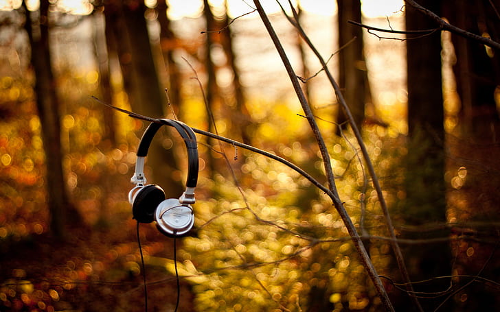 forest, branches, Headphones, sony, HD wallpaper