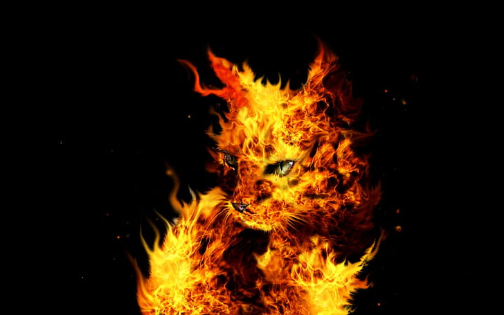 Flames HD, flaming cat hd wallpaper, artistic, flames, HD wallpaper