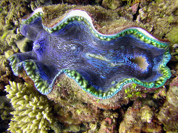 clam, giant, HD wallpaper