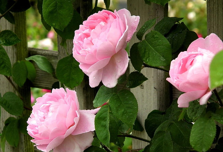 three pink roses, roses, flowers, pink, buds, fence, leaves, drops, fresh, HD wallpaper